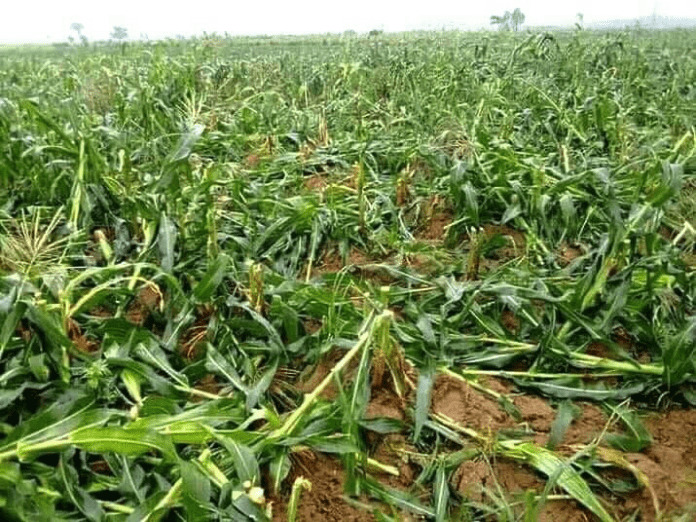 Above: corn crop in Central Plateau state spoiled by herdsmen militia seeking to bankrupt sedentary farmers.  photo by Masara Kim. 