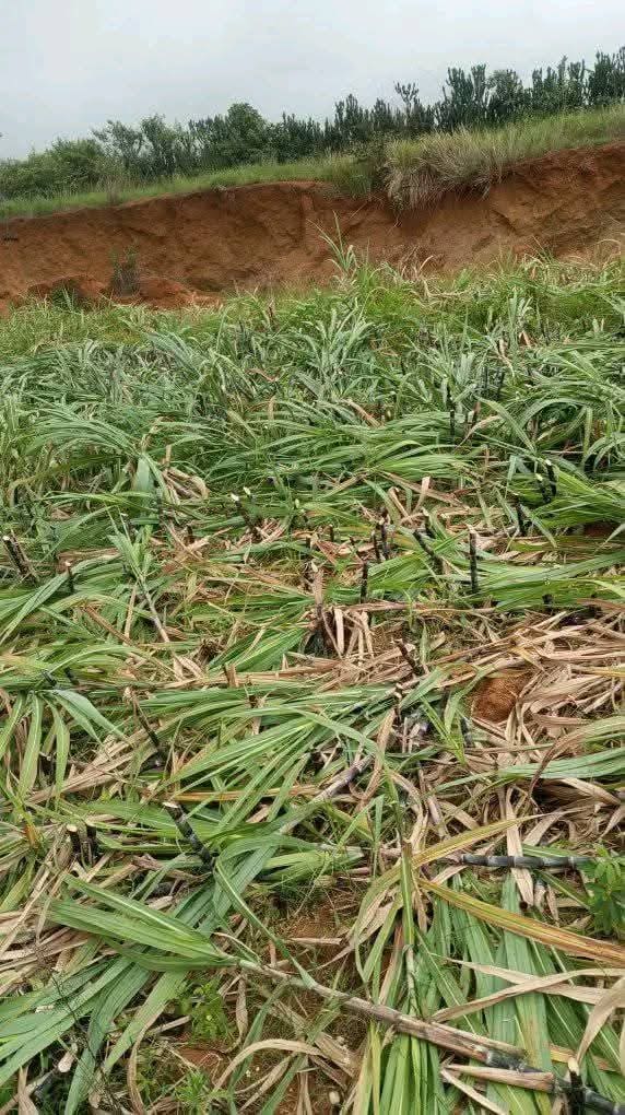 A sugarcane farm despoiled in Mushere by terrorists. Credit Dorcas Ryemshak
