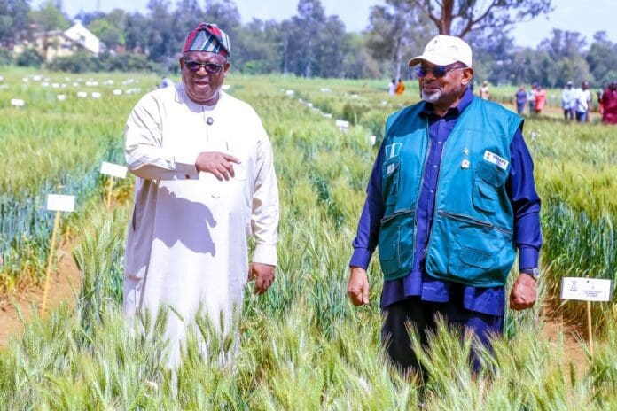Minister of Agriculture and Food Security Sen. Abubakar Kyari (right) and Plateau State Governor Caleb Mutfwang inspecting a wheat farm in Kuru, Jos, Plateau State. Photo credit: Federal Ministry of Information and National Orientation.