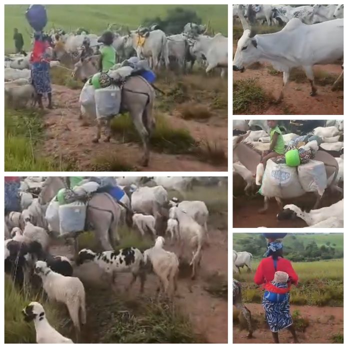 Fulani Pastorlists and Cattle moving out of Nigeria Credit: Mustapha Mohammed Gembu